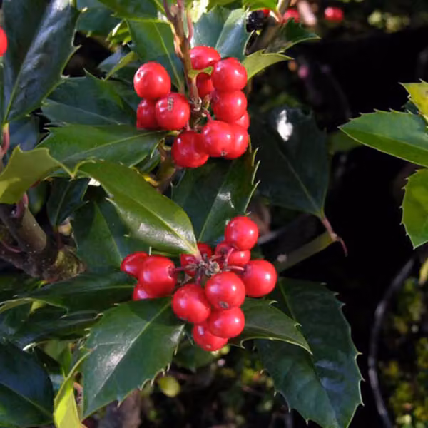 2 piante di tasso (Ilex meserveae 'Heckenfee'), altezza 40-60 cm, in vaso