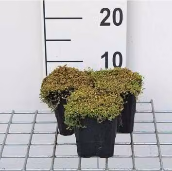 12 x Soleirolia soleirolii - Bubi - vaso 9 cm x 9 cm