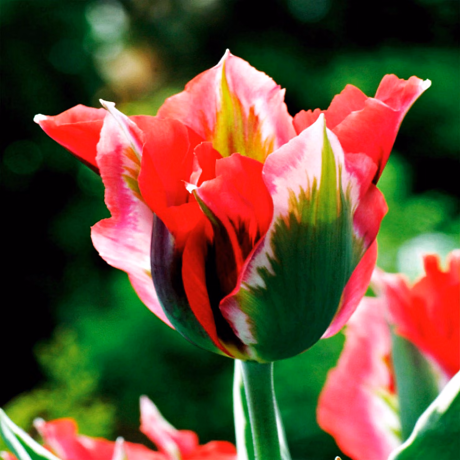 Tulipani Bulbi Fiori Viridiflora Tulipano Esperanto 5 pz.