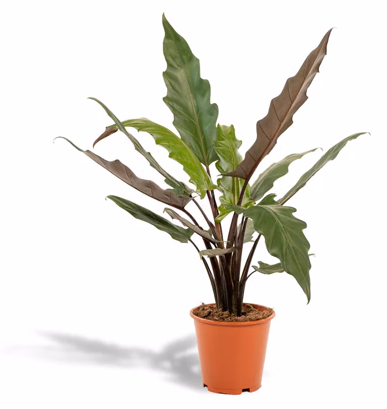Orecchio di elefante Lauterbachiana - Ø19cm - ↕80cm