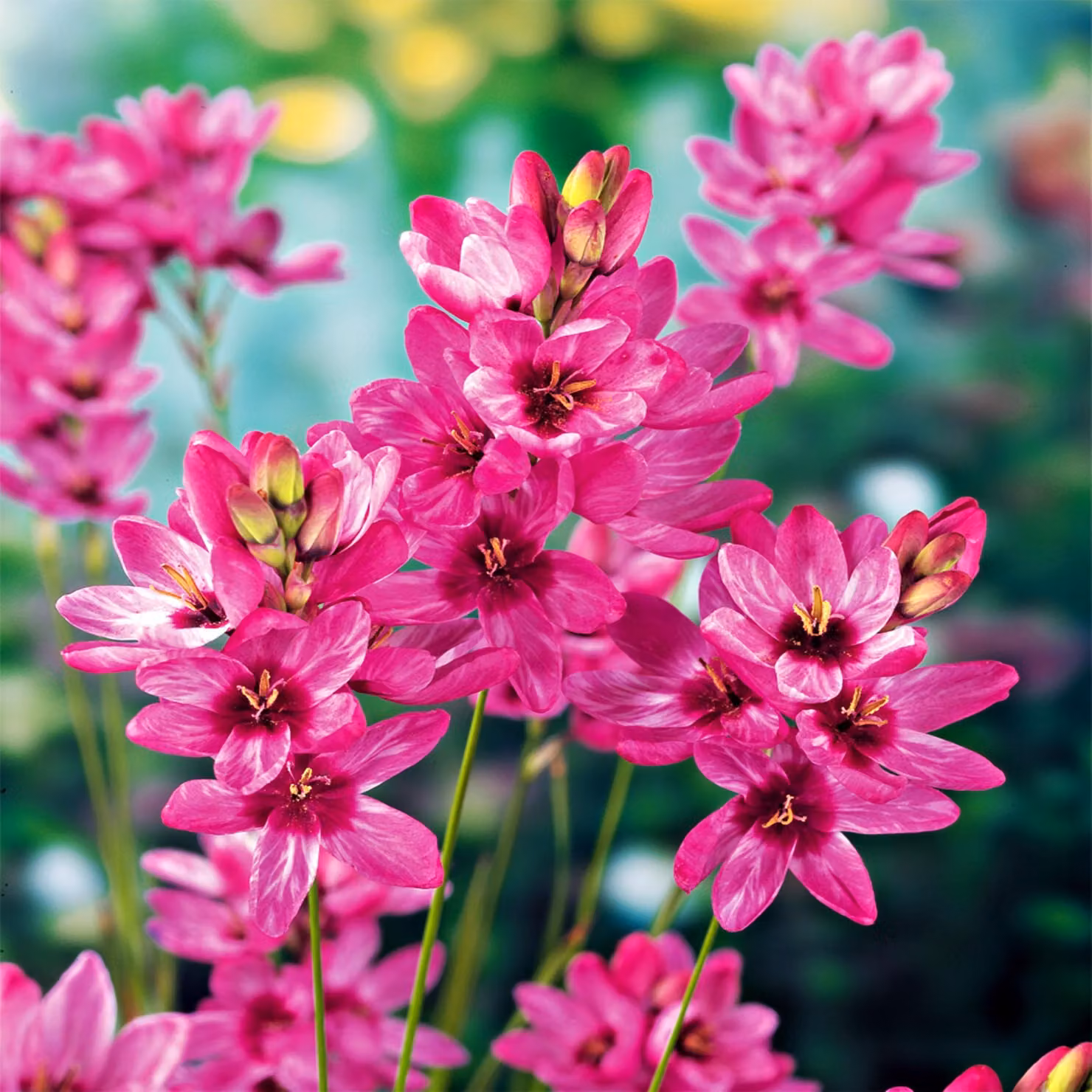 Ixia Bulbi Fiori Bellflower Corn Lily Mabel 10 pz.