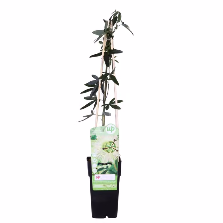 Passiflora caerulea 'Constance Elliot' - ↨65Cm - Ø15