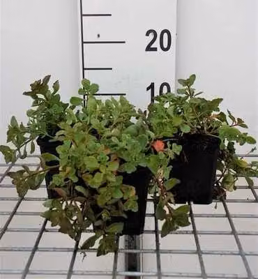 6 x Sedum spur. tappeto viola" - foglia grassa - vaso 9 x 9 cm