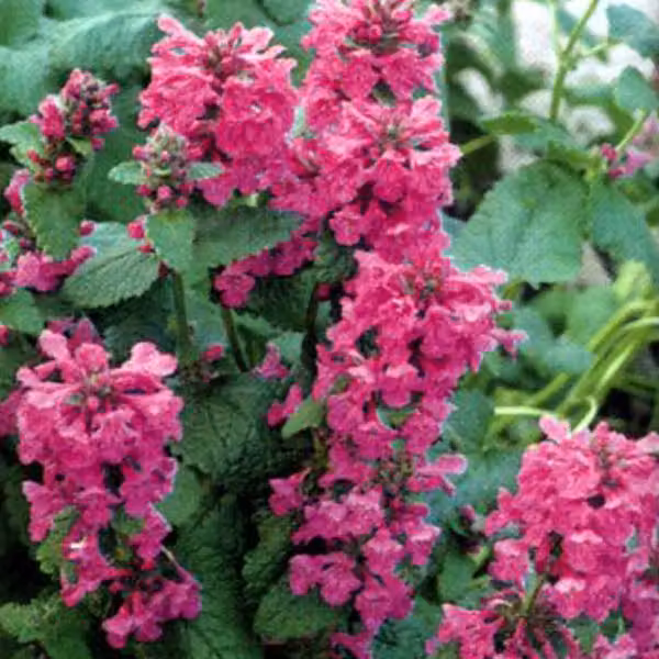 6 piante di *Stachys grandiflora* 'Superba' | Vaso da 9x9 cm