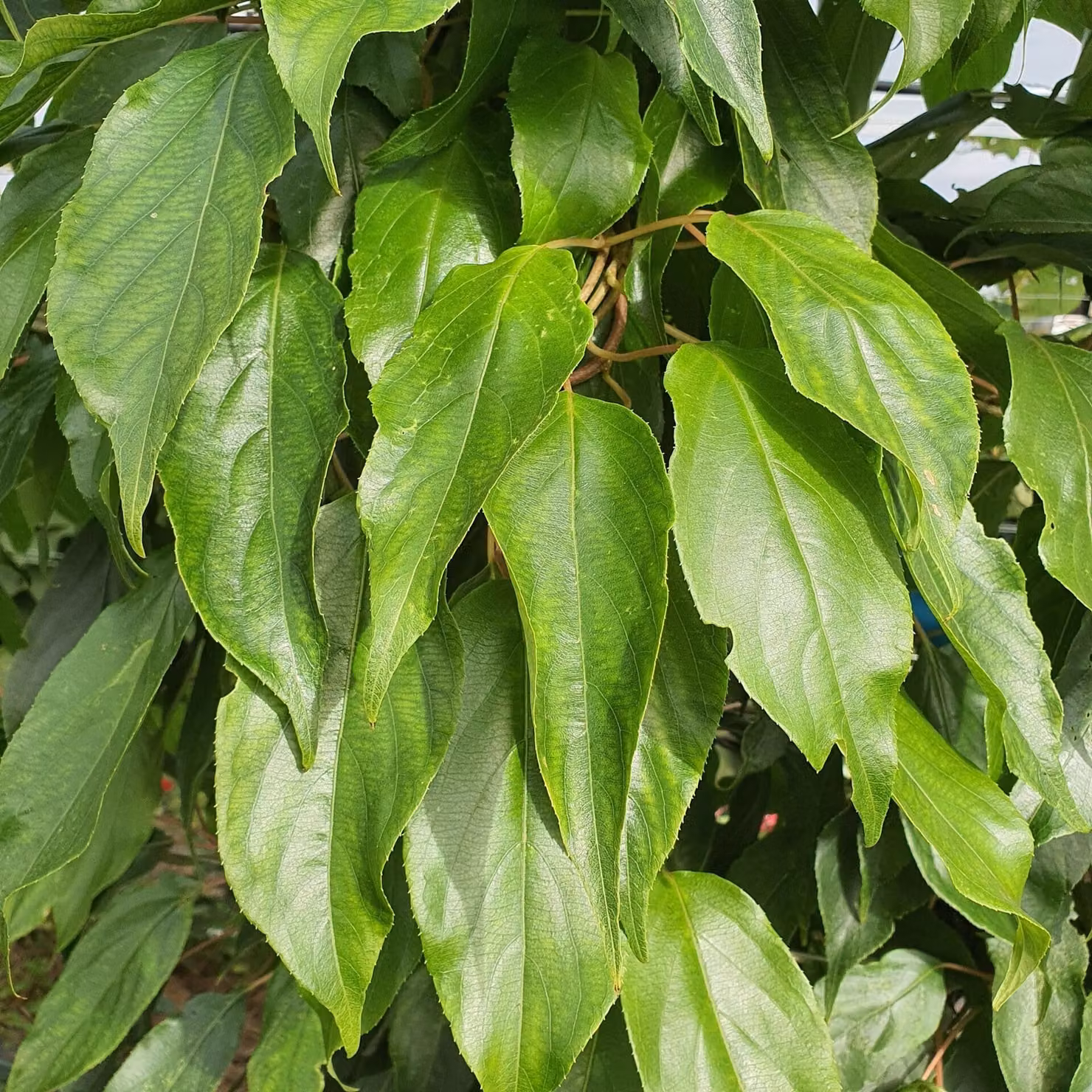 Actinidia Impollinatore di agrifoglio maschio 1L