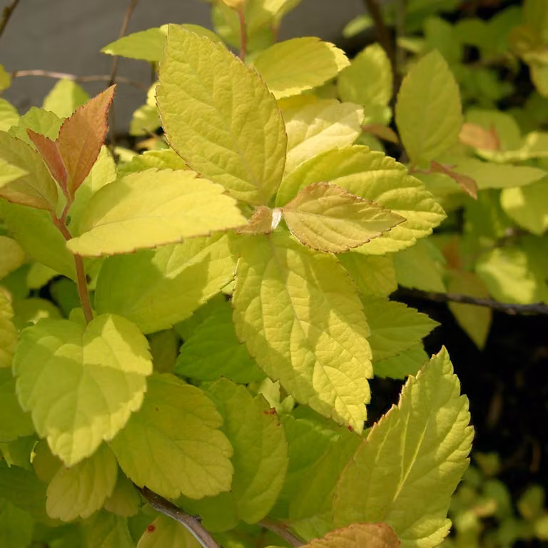 2 piante di *Spiraea japonica* 'Goldmound' (spirale giapponese 'Goldmound'), in vaso, altezza 25-30 cm