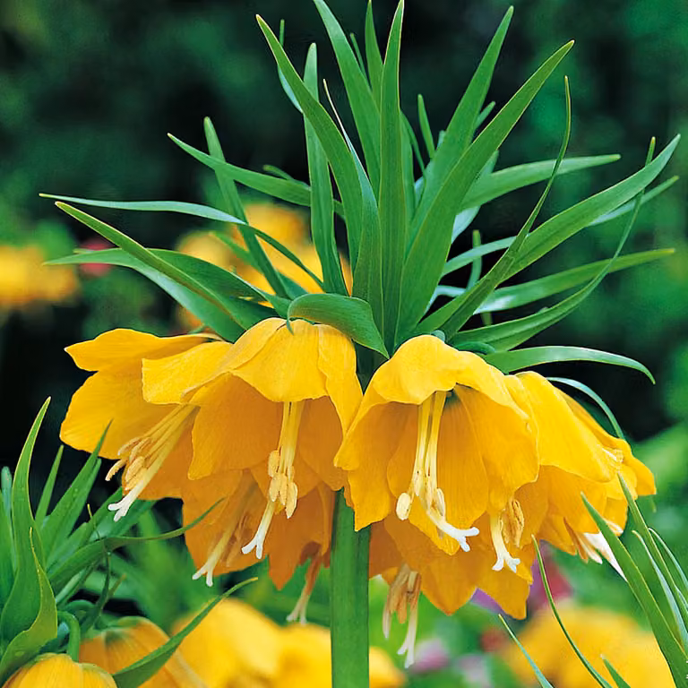 Bulbi da fiore Bulbi da fiore Fritillaria Imperial Crown Chess Flower Lutea 1 pz.