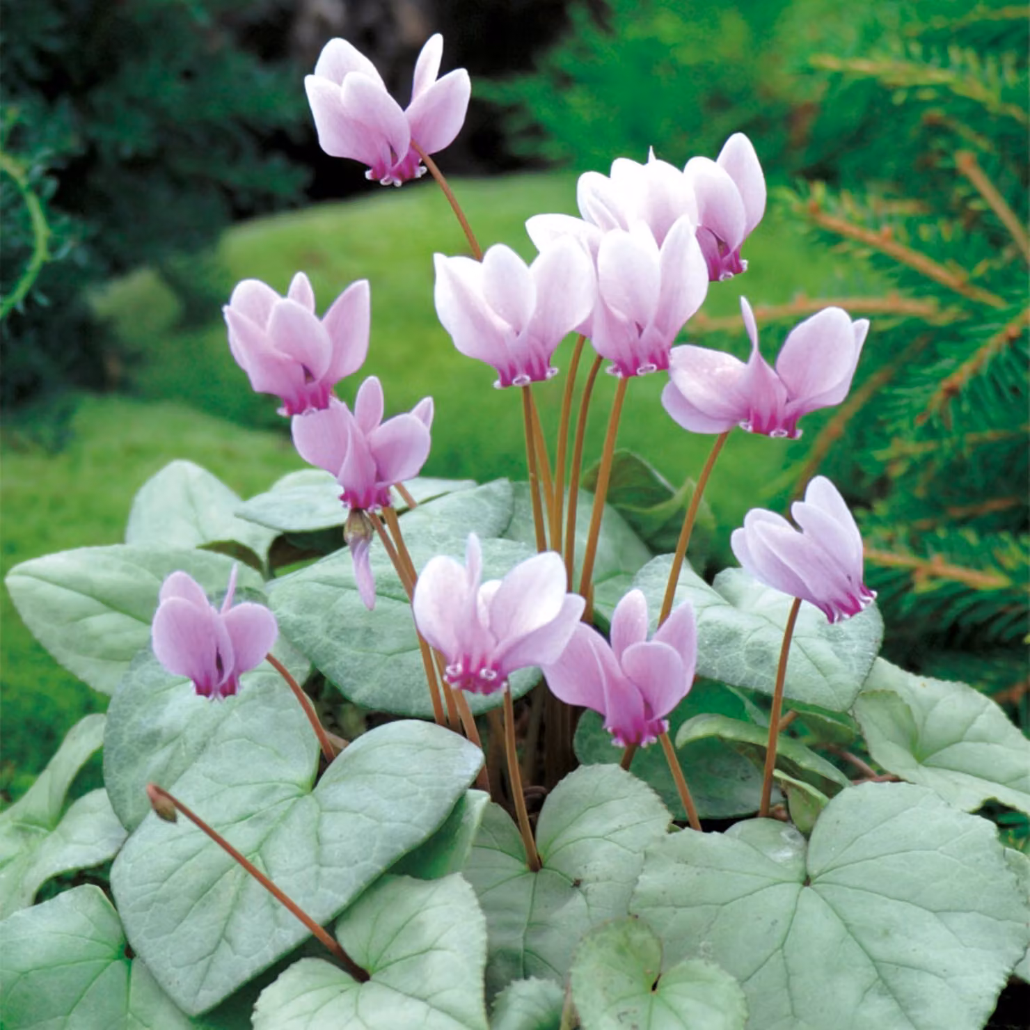 Cyclamen Ciclamino da giardino Neapolitanum Viola alpina 1 pz Ciclamini