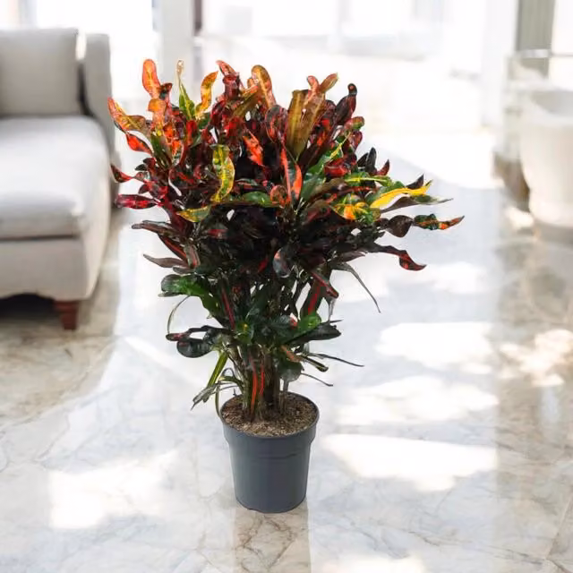 Gardenaria Codiaeum variegatum Mammi - Pianta da interno ornamentale multicolore, Altezza: 130 cm