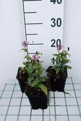 6 x Tricyrtis form 'Dark Form' - Giglio rospo - vaso 9 x 9 cm