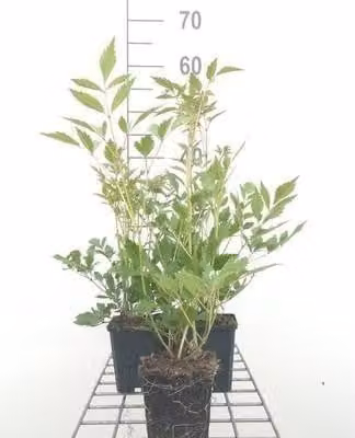 6 x Astilbe (j) 'Rheinland' - Prachtspiere - Topf 9 x 9 cm