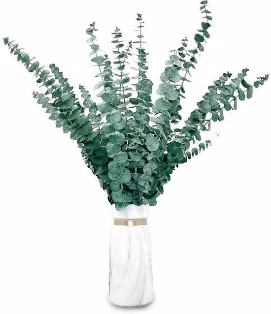 Set di eucalipto composto da 20 ramoscelli essiccati, ideale per decorazioni di classe e aromaterapia