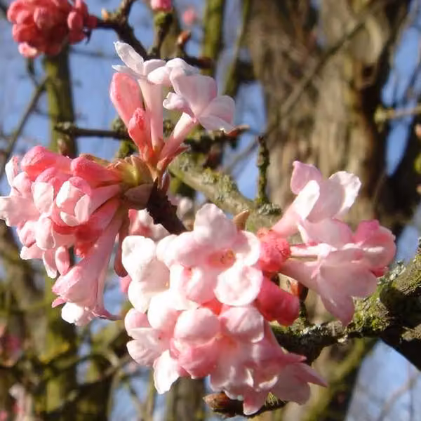 2 piante di Viburnum bodnantense 'Dawn' (Winterschneeball) | Altezza: 60-80 cm, fornite in vaso