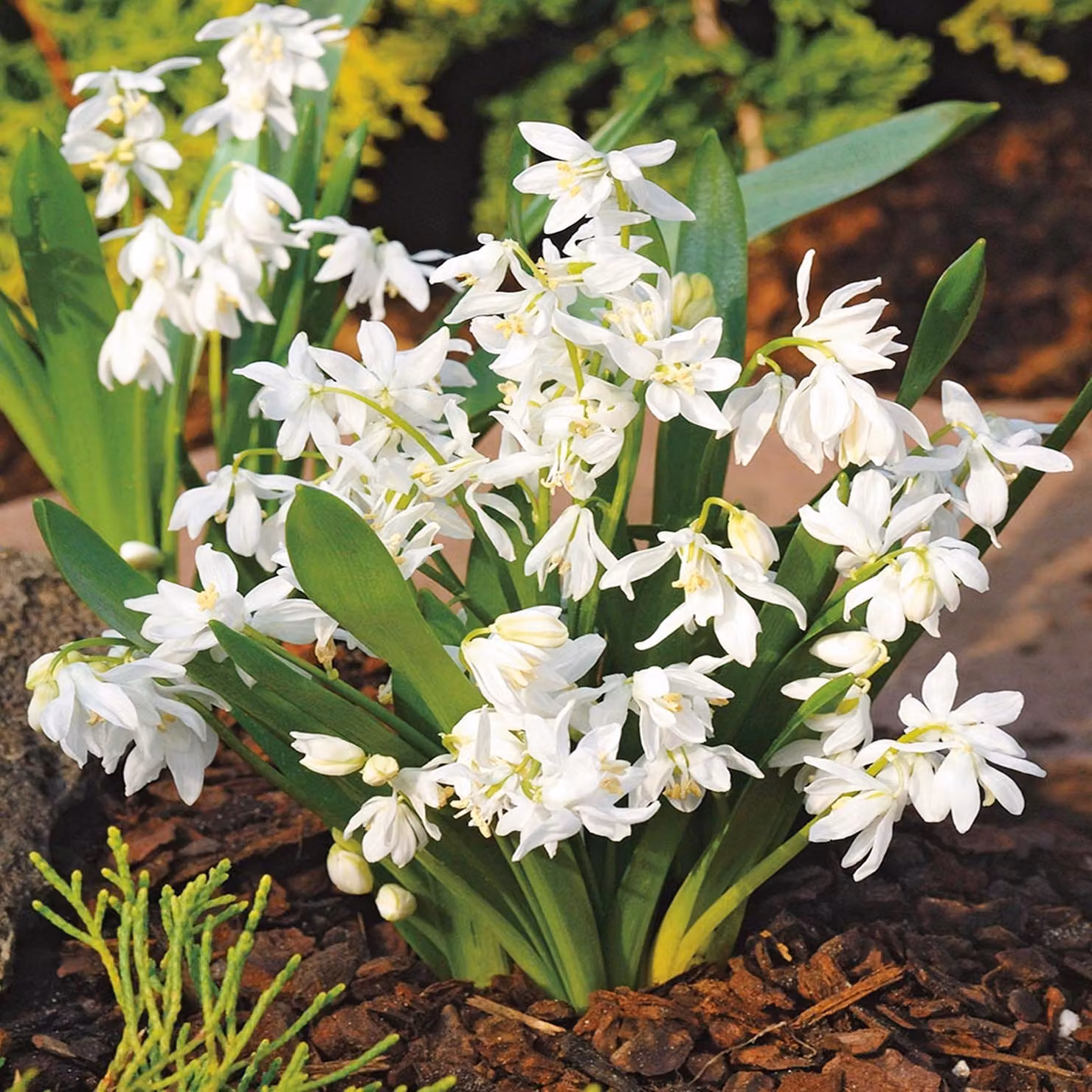 Bulbi di fiori di Scilla Bulbi di fiori Siberian Blue Star White 5 pz.