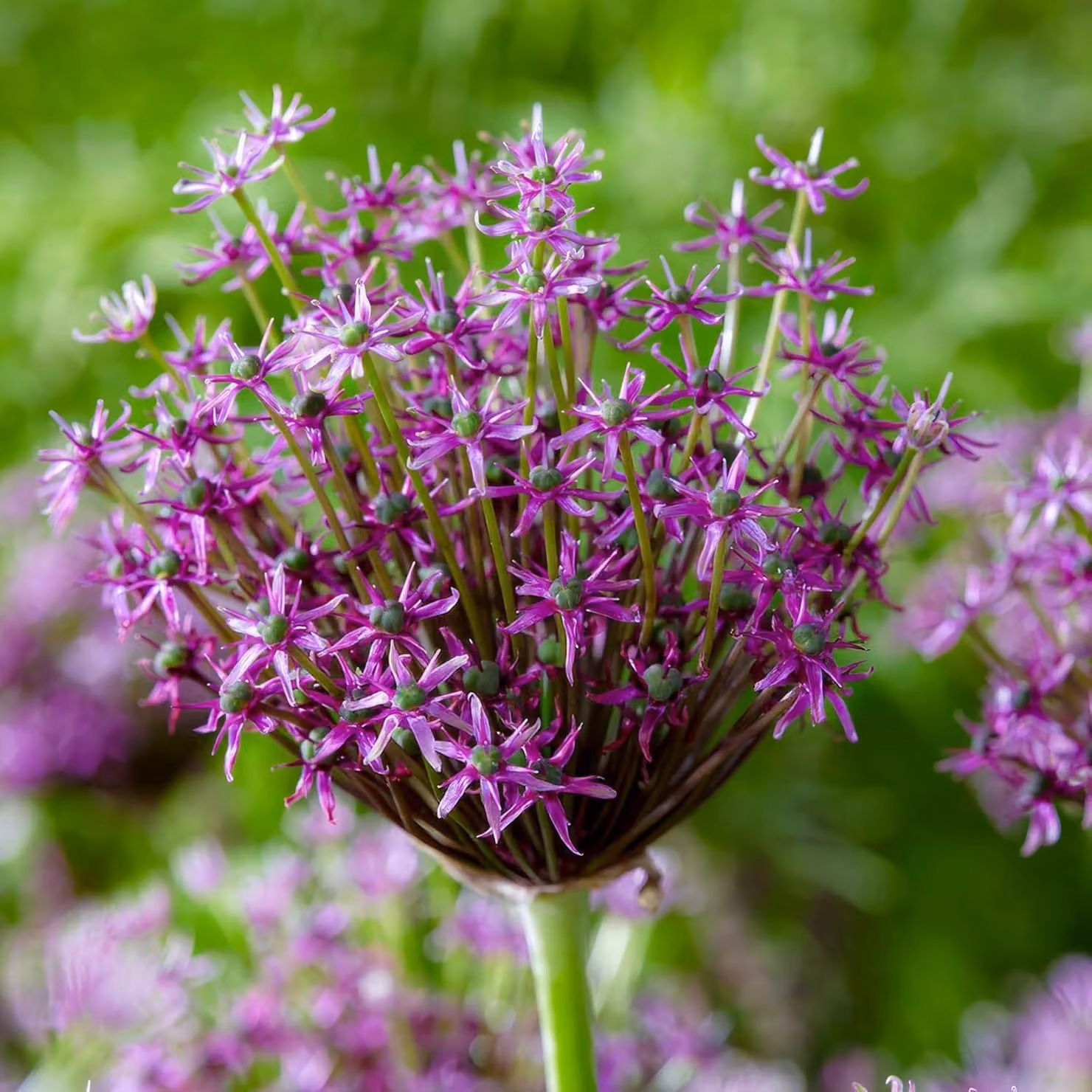 Cipolle di Allium resistenti al freddo, perenni - Miami - 5 bulbi di fiori - Cipolle di Allium Giganteum - Piante profumate provenienti dall'Olanda, ideali per giardino o vaso (bulbi grandi, senza semi, non trattati artificialmente)