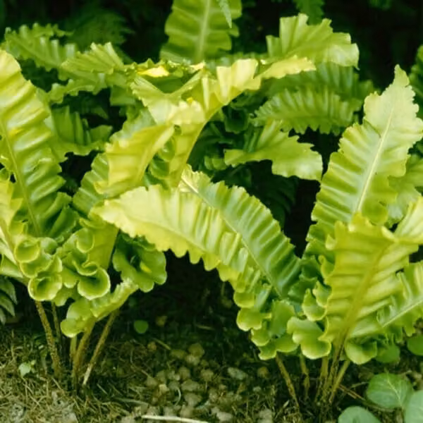 6 piante di felce scolopendrio (Asplenium Scolopendrium 'Undulatum'), in vaso da 9x9 cm