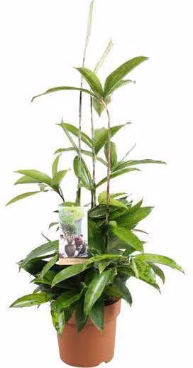 Dracaena Surculosa, pianta da appartamento, Ø17cm, altezza 55cm, facile da