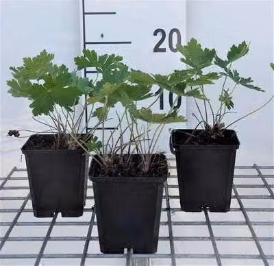 6 x Geranium phaeum 'Samobor' - Cranesbill - vaso 9 x 9 cm