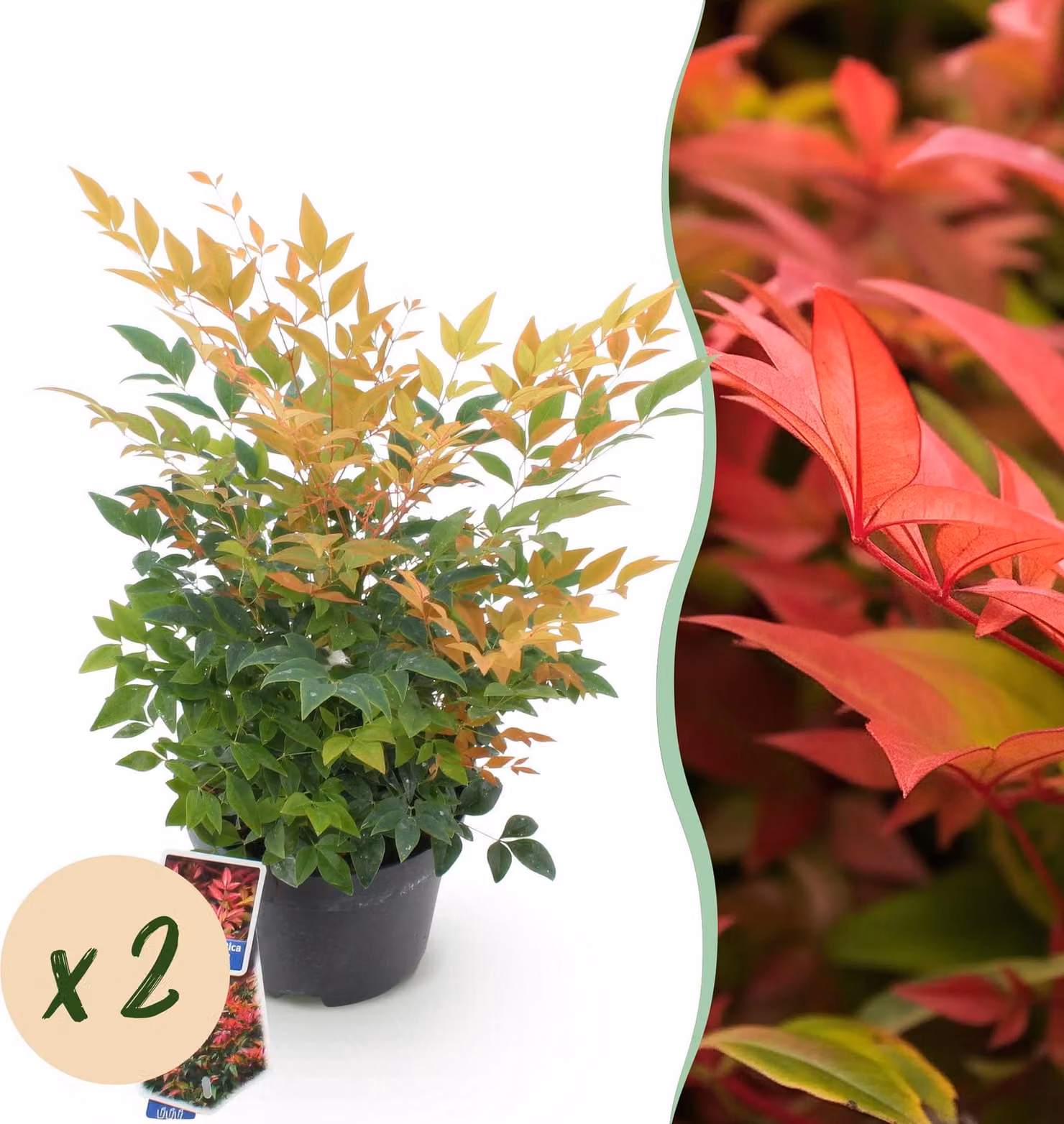 Nandina Gulfstream - Arancione - 2 piante - Sempreverde - Bassa manutenzione - 35-45cm - Ø17cm - Pianta da giardino
