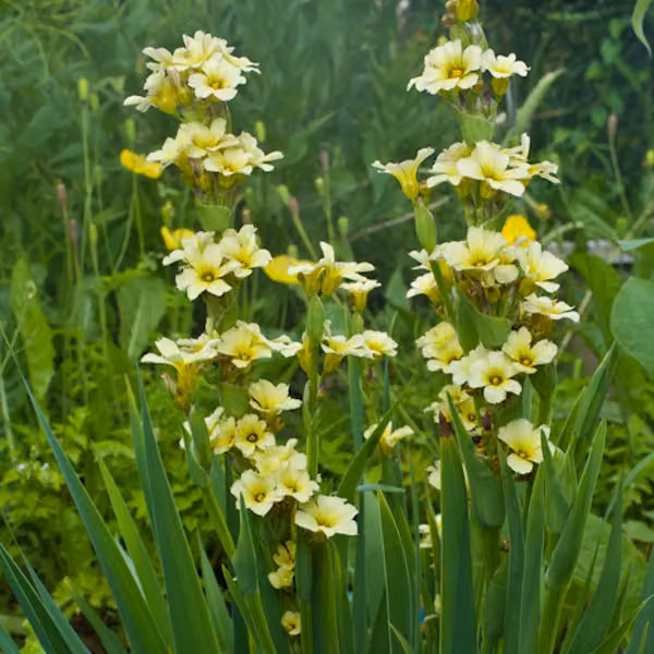 6 piante di Sisyrinchium striatum (erba argentata) | Vaso da 9x9 cm