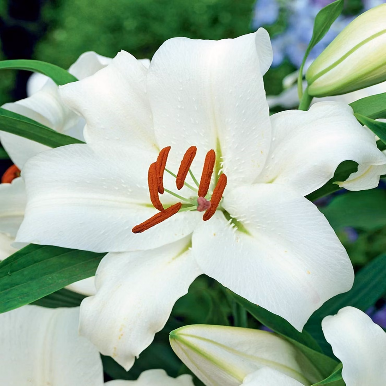 Lilia arborea Monte Bianco 1 pz. Lilie bulbi di giglio bulbi Profumati