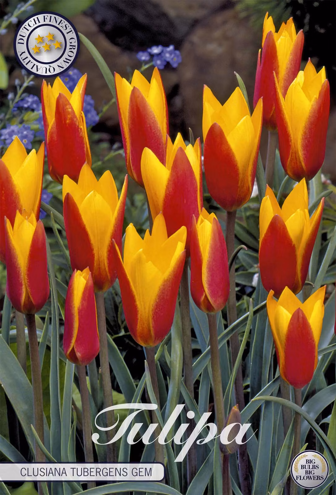 Tulipano Clusiana Tubergens Gem (10 bulbi) | Bulbi di tulipano di Sam van Schooten