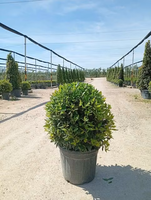 Laurus Nobilis a forma di palla verde da Vivaio Garden Forest, pianta ornamentale per interno ed esterno
