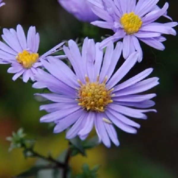 6 piante di Aster 'Calliope' (Aster laevis 'Calliope') | Vaso da 9x9 cm