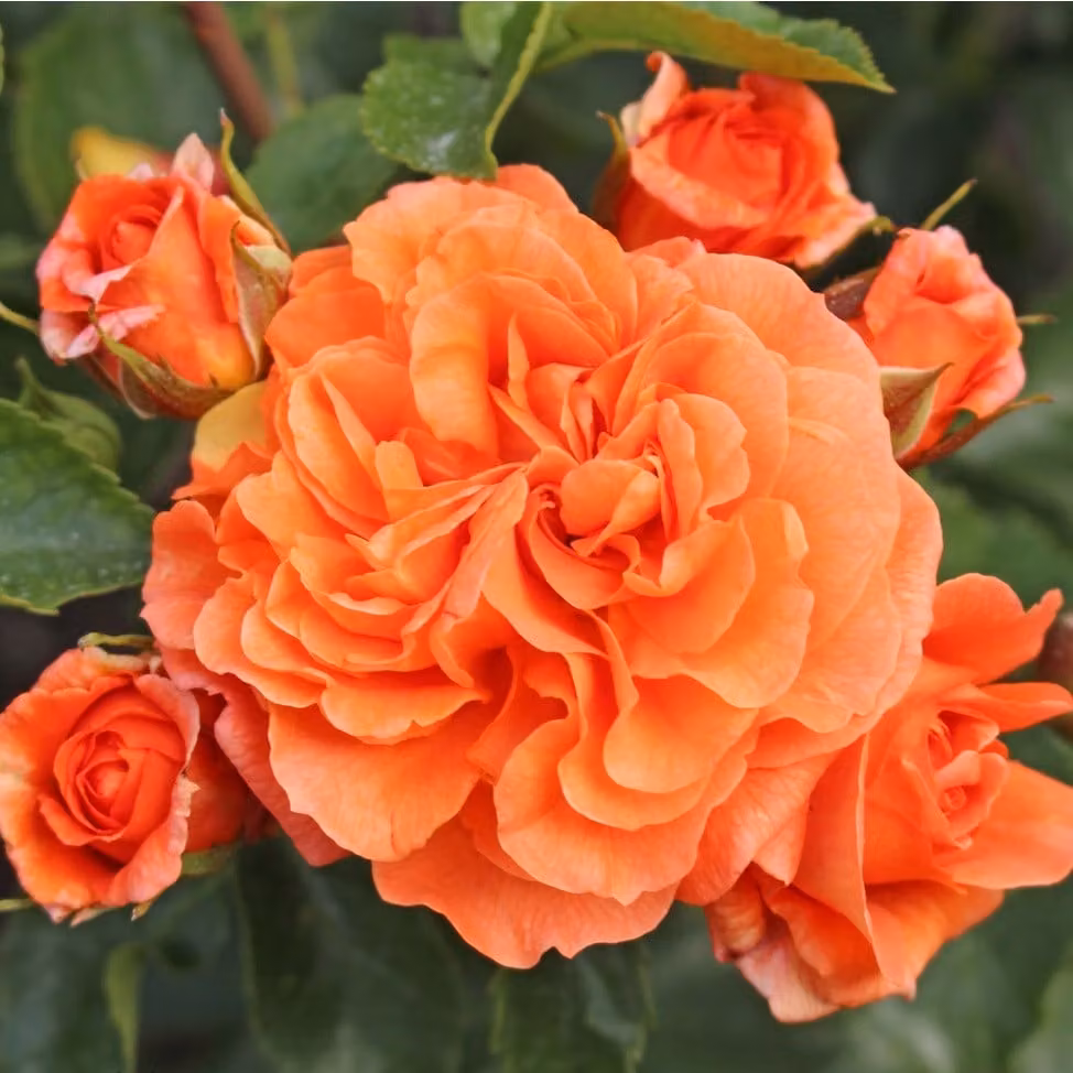 Rosa - Rosa da aiuola Kordes - Rosa 'Orangerie'®