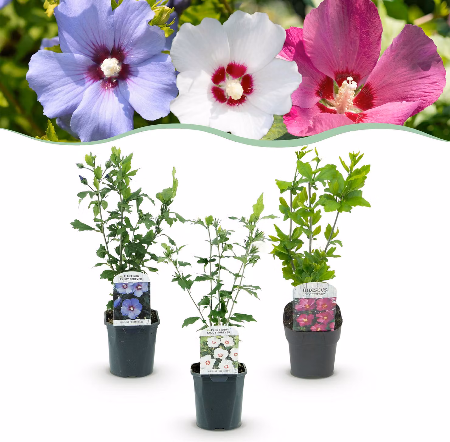 Hibiscus syriacus Tricolour - 3 piante in blu, rosa o bianco - Deciduo - Bassa manutenzione - 35-45cm - Ø18cm - Pianta da giardino