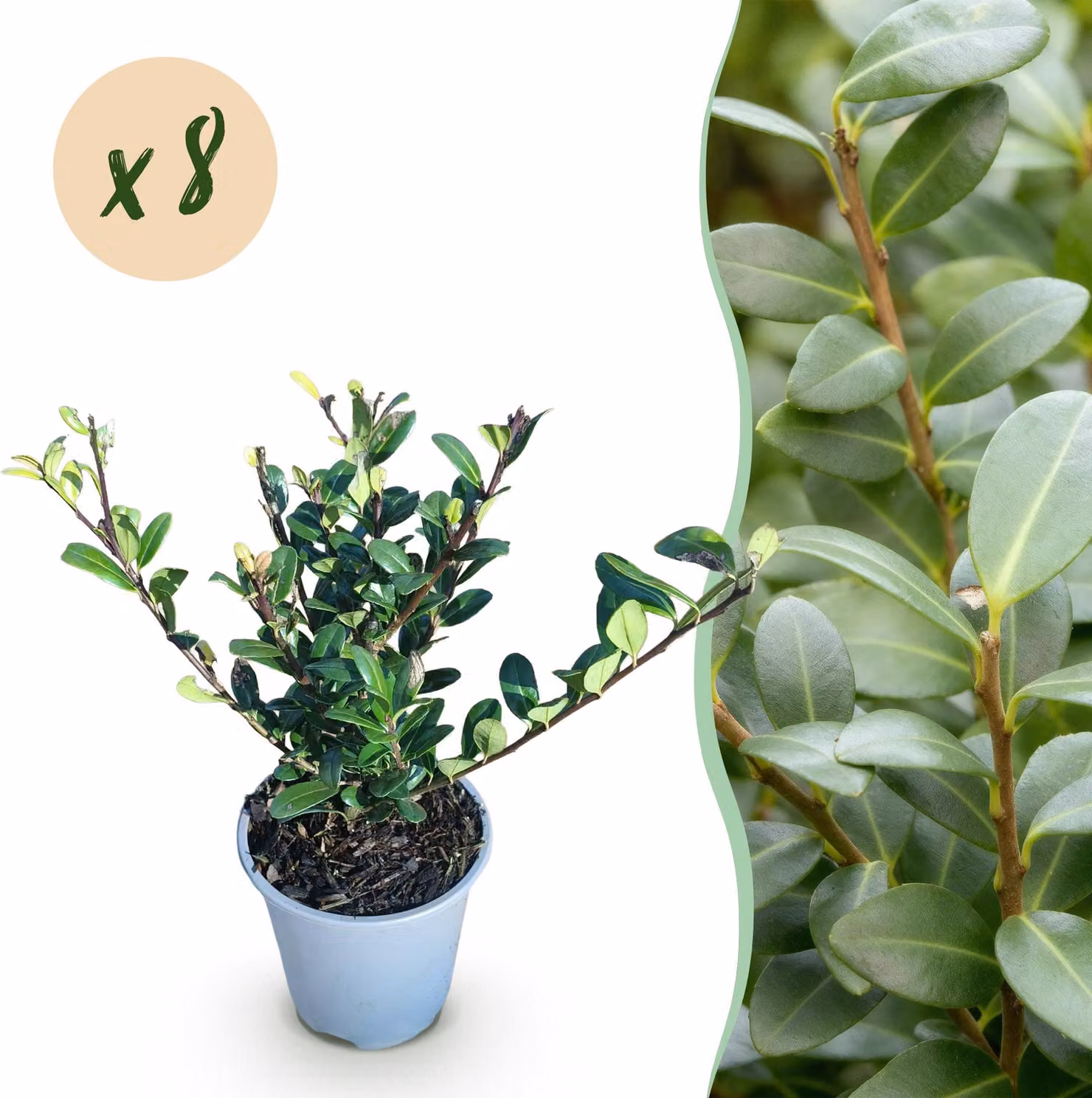 Ilex crenata Caroline eretto - Foglia verde - 8 piante - 1 metro di lunghezza - Sempreverde - 25-30cm - Ø9cm - Pianta da giardino