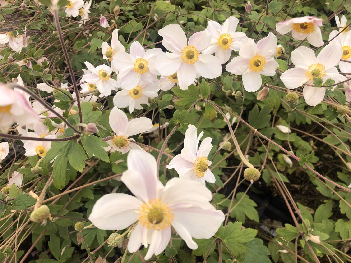 6 x Anemone 'Dainty Swan' - Anemone im Topf 9x9 cm