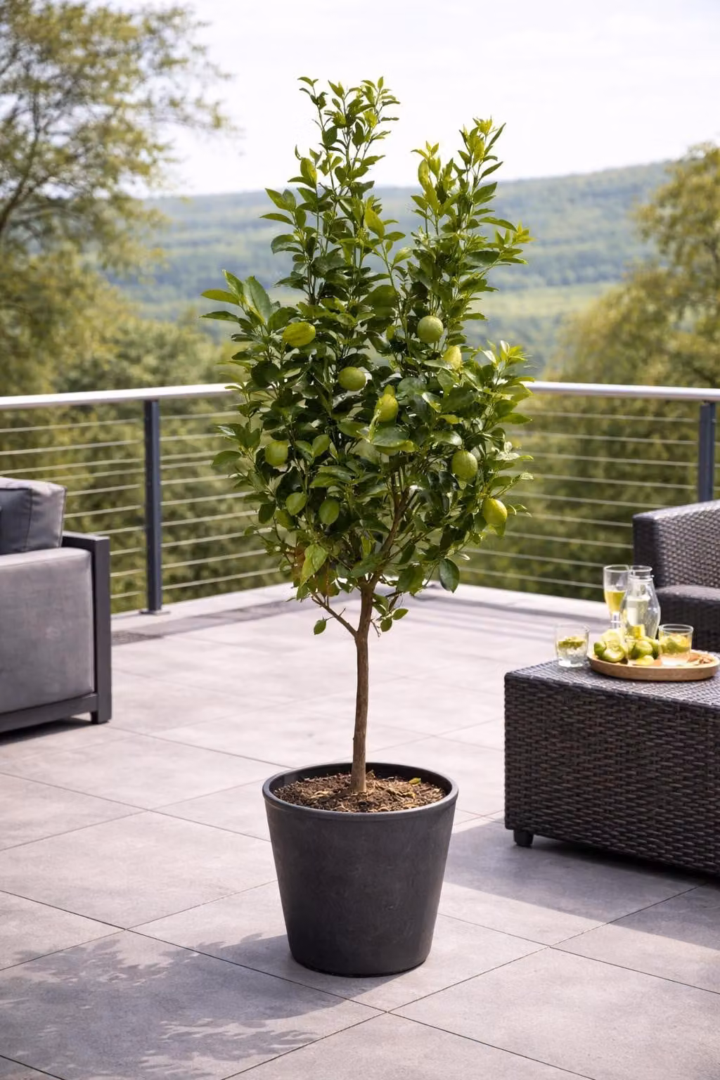 Albero di lime Lima Verde 130-170 cm – Lime per caipirinha per giardino e terrazza, produttivo e aromatico
