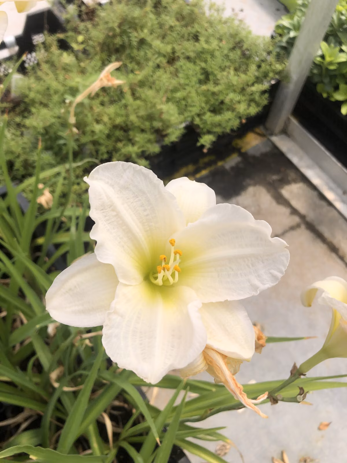 6 x Hemerocallis 'Gentle 'Shepherd' - daylily - vaso 9x9 cm