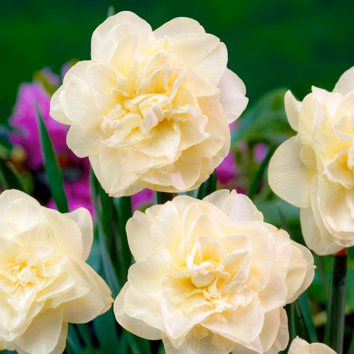 Bulbi di narciso resistenti al freddo, perenni - Campanule di Pasqua Obdan - 25 bulbi di fiori - Piante profumate provenienti dall'Olanda - adatte per giardino e vaso (non semi, non prodotti artificialmente)