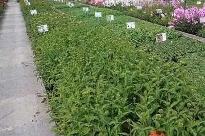 6 x Echinacea purp. 'Harvest Moon'® - fiore di conifera - vaso 9 x 9 cm