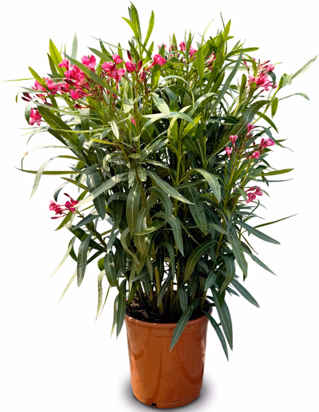 Albero del sole - Pianta - Oleandro - Nerium Oleander - Altezza 100-120 cm - Colore rosso - Pianta