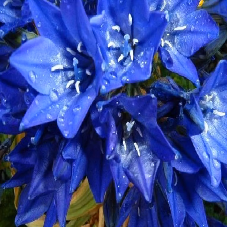 Bulbi di fiori di giacinto Bulbi di fiori Brodiaea Queen Fabiola 10 pz.