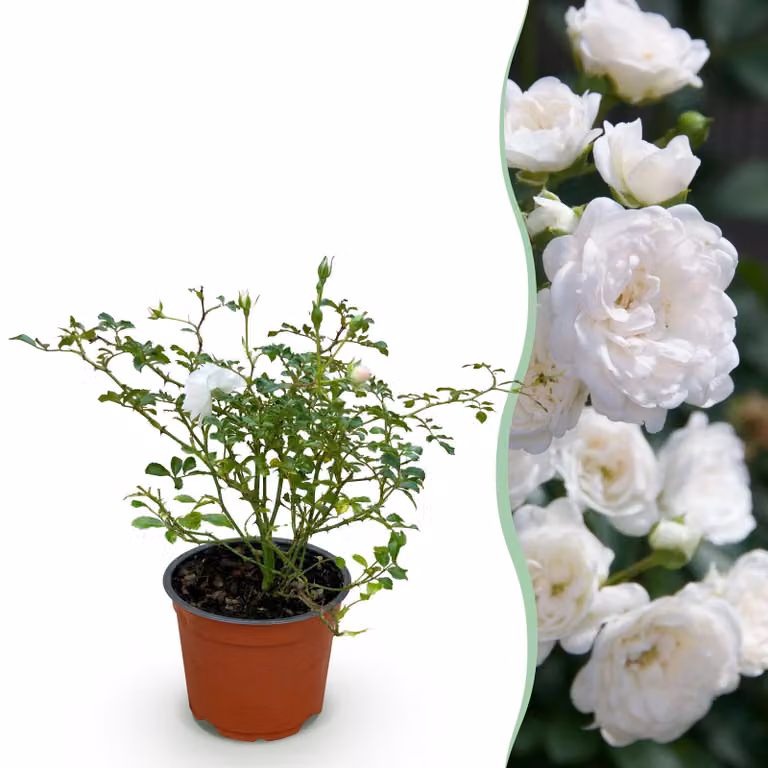 Rosa da giardino - Rosa White Fairy - Rosa - Difficile - Bianca - 20-30cm - Ø12cm - Pianta da giardino