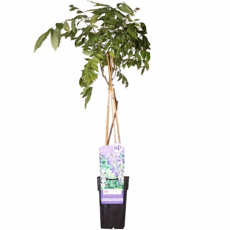 Wisteria Sinensis 'Prolific' - ↨65Cm - Ø15