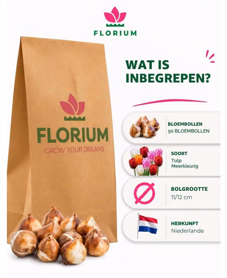 Bulbi di tulipano - 50 pezzi - Resistenti al gelo e perenni - Colori misti primaverili - Forma classica