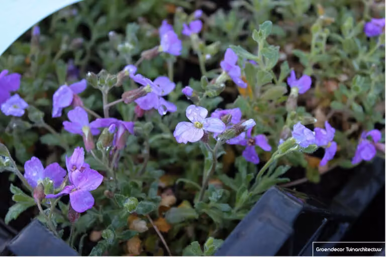 6 x Aubrieta hybr. 'Cascade Blue' - Fiori di campo di 9x9cm