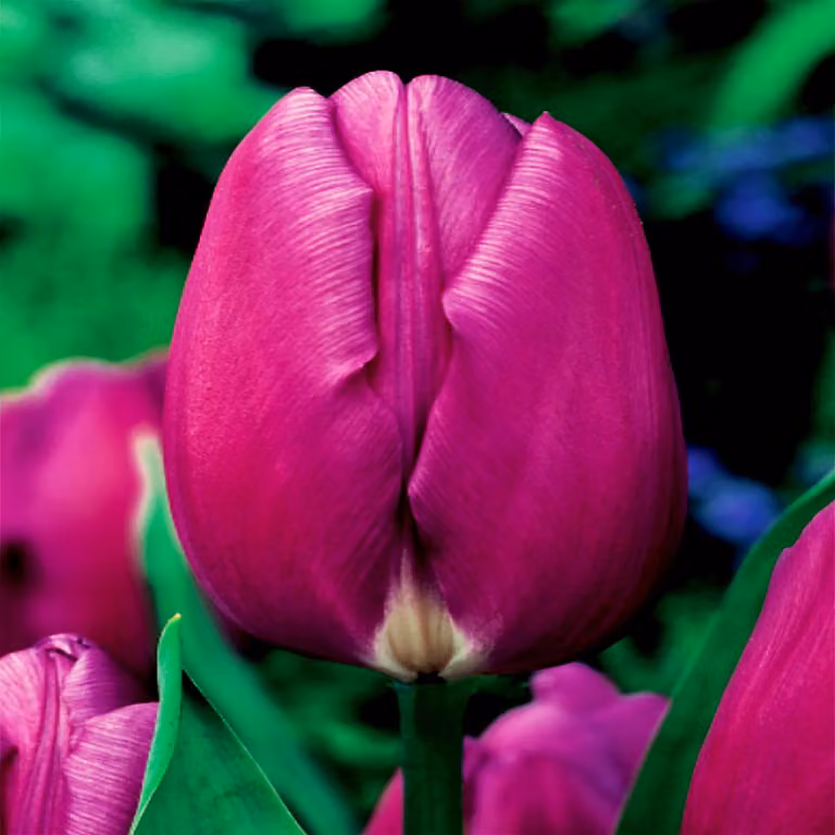 Tulipani Bulbi Bulbi Fiori Tulipano trionfo Viola Bandiera 5 pz.