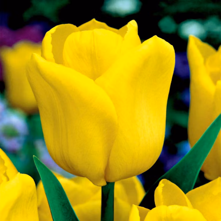 Tulipani Bulbi Bulbi Fiori Tulipano Trionfo Giallo Volo 5 pz.