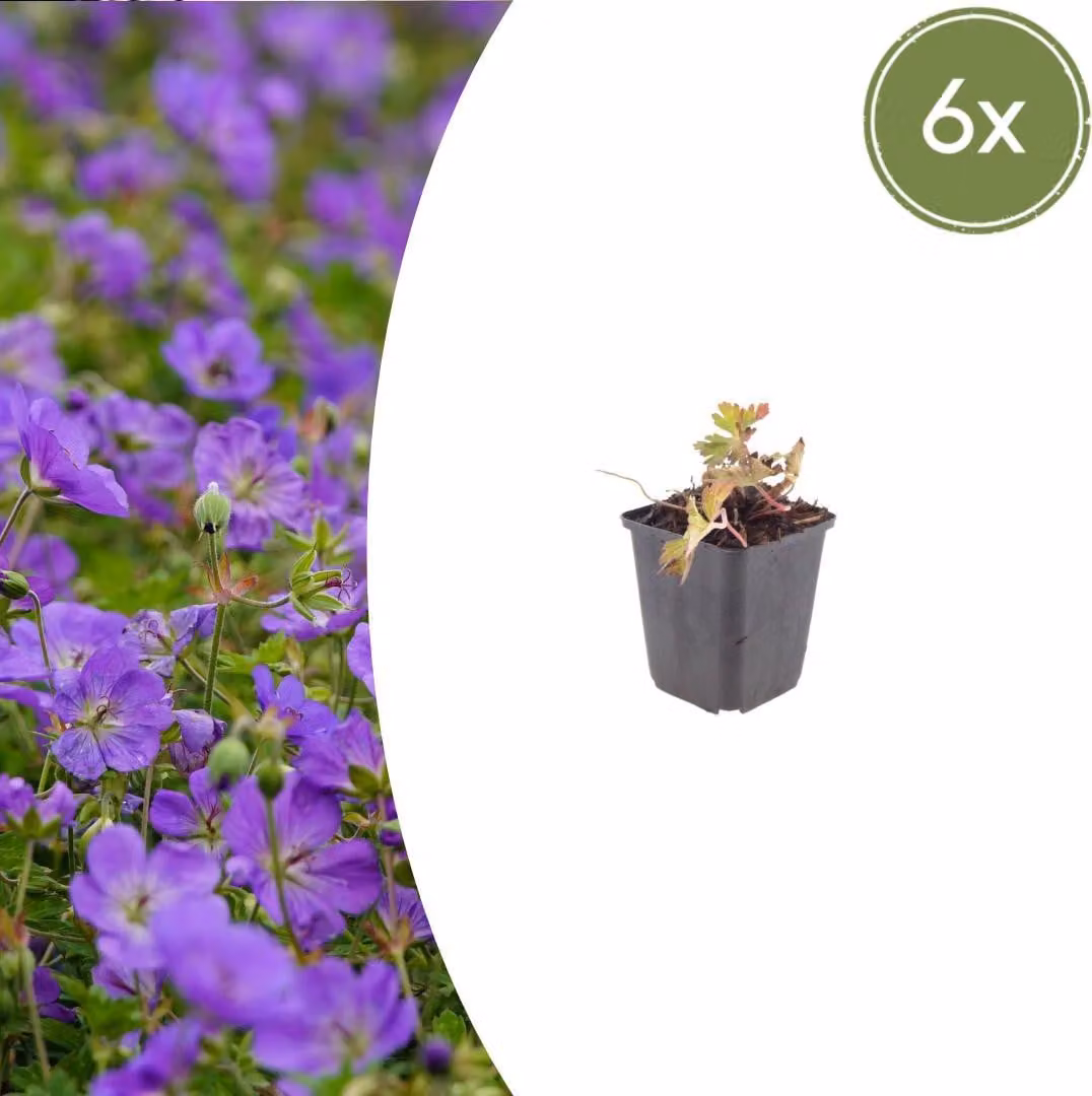 Geranium wallichianum "Azure Rush" - Storchschnabel - 9cm Topf - 10-25cm - Set con 6 piante