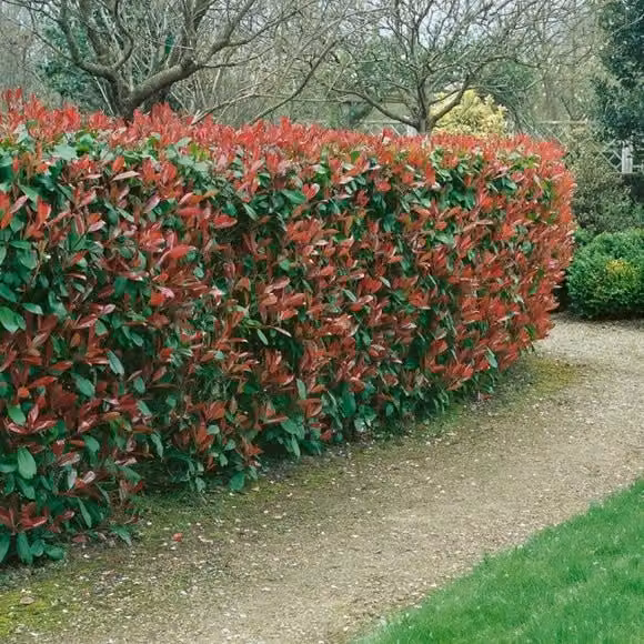 40 Piante di photinia h 170/180 cm piante per siepi