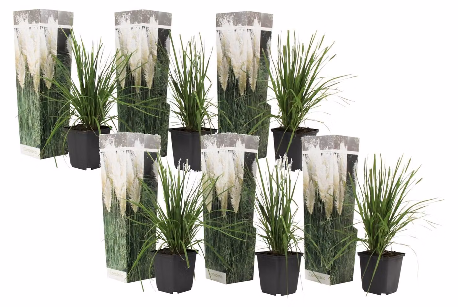 Cortaderia Selloana, set di 6 - 6 piante ornamentali di pampa bianca in vaso da 9 cm