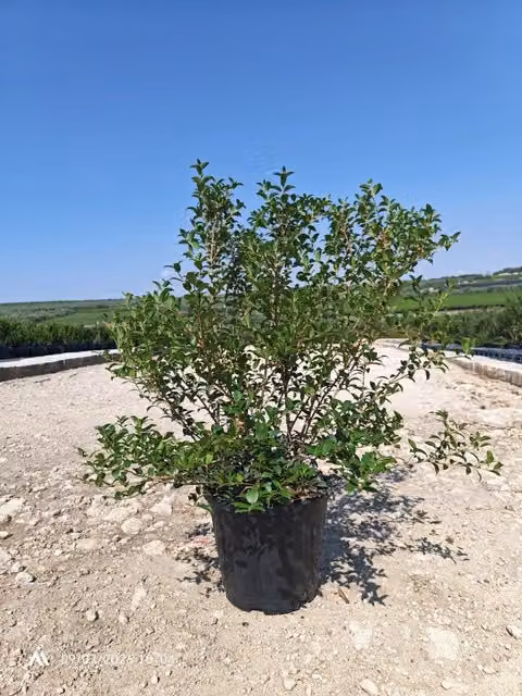 Osmanthus x Burkwoodii Cesp. Pianta da siepe ornamentale per esterni con fiori bianchi di Vivaio Garden Forest