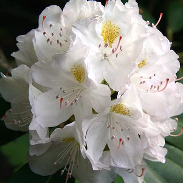 Rhododendron 'Madame masson' | 40-50 cm, in vaso