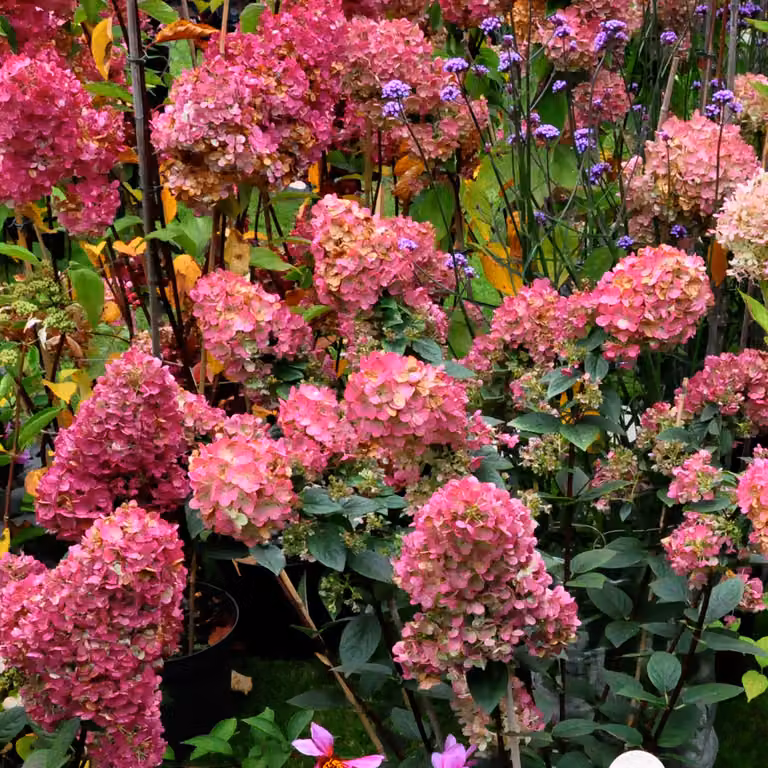 Ortensie - Hydrangea paniculata 'Wim's Red' | 40-50 cm in vaso